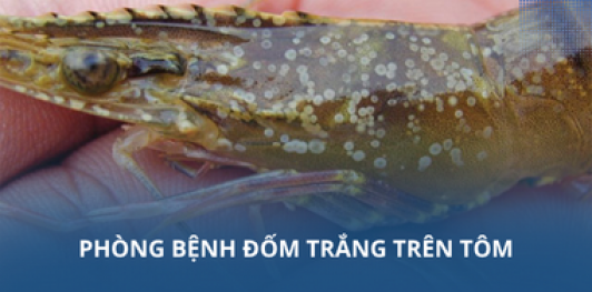 Phòng bệnh đốm trắng trên tôm